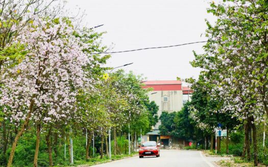 Yên Mỹ, Thanh Trì vươn mình thành làng du lịch đáng sống